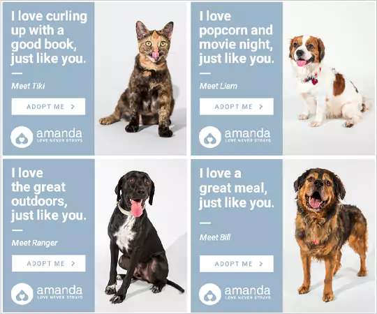 Amanda Foundation pet campaign using programmatic advertising